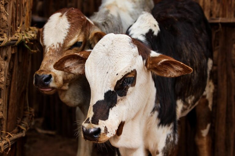 What Is Veal? The Dark Truth Behind This Controversial Meat