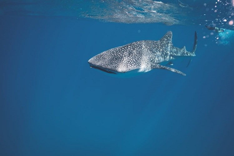 whale shark diet