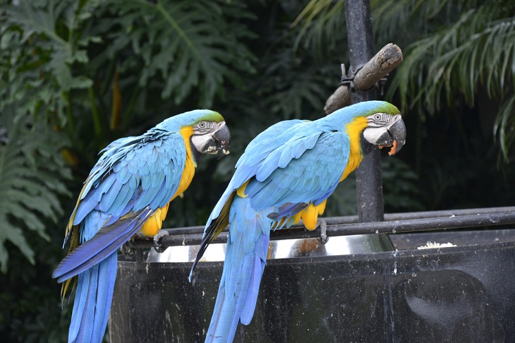 macaws size