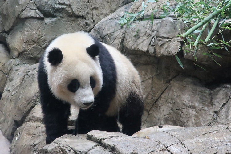 giant pandas