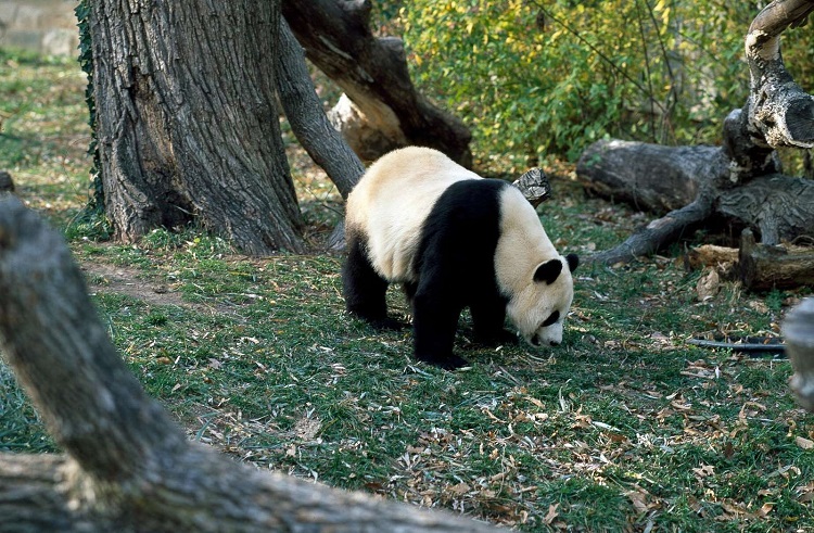 Giant Panda – Facts, Habitat, Population, And More