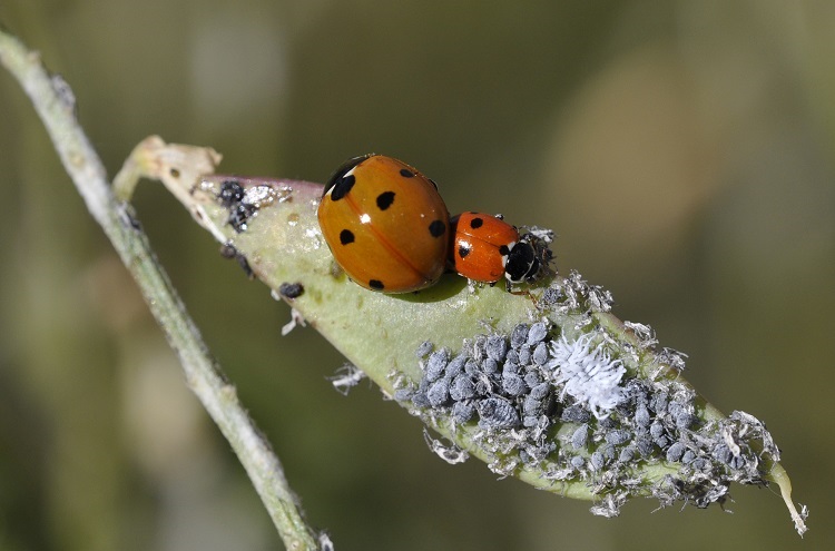 what color are ladybugs