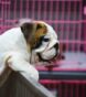 Why Are Puppy Mills Bad