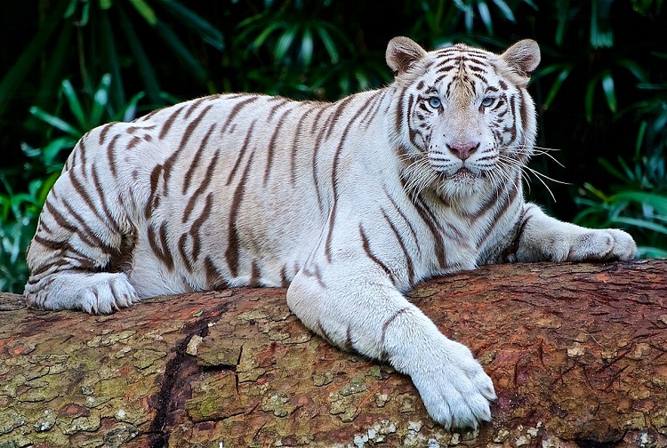 White Tiger Animal Facts  Panthera tigris tigris - A-Z Animals