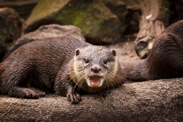 pet river otters
