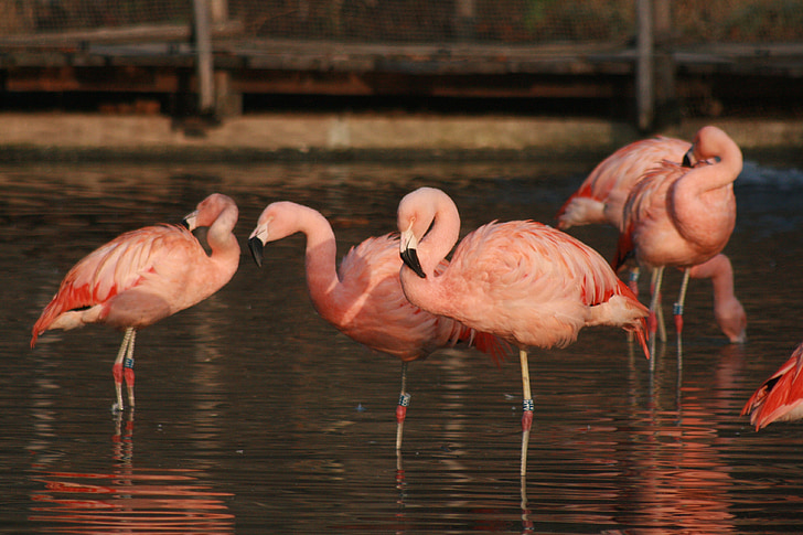 flamingo pictures