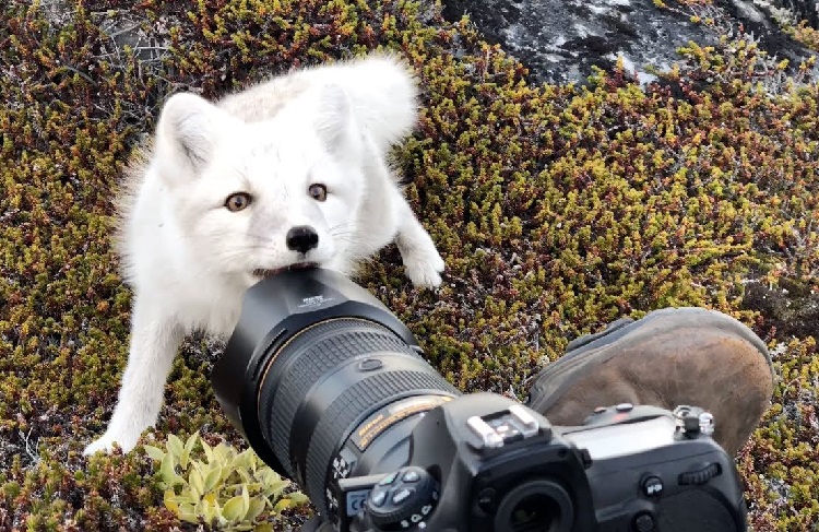 Pet Arctic Fox Care Guide - Exotic Pet Wonderland Animal Rescue