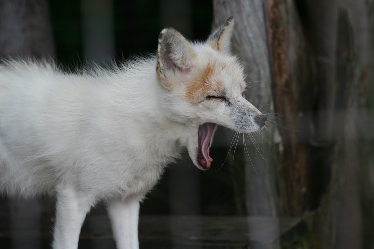 arctic fox white