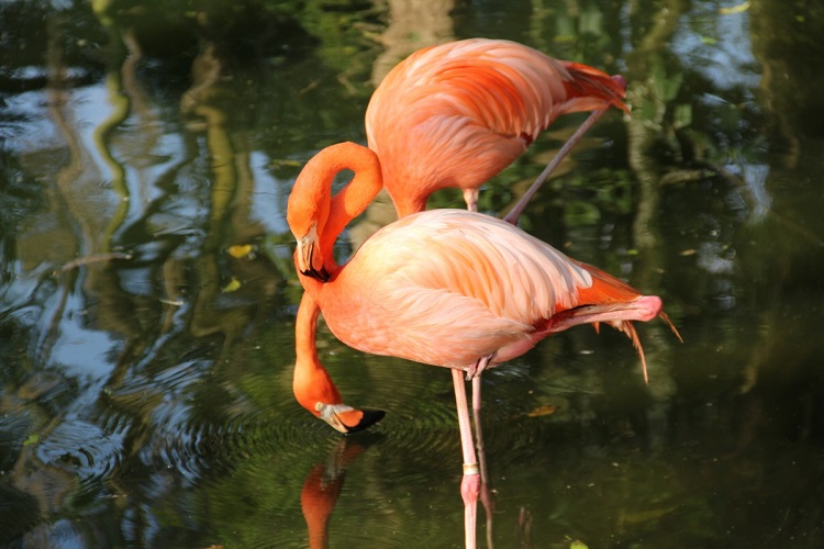 All About Flamingos- Amazing Facts Of The Sassy Water Birds