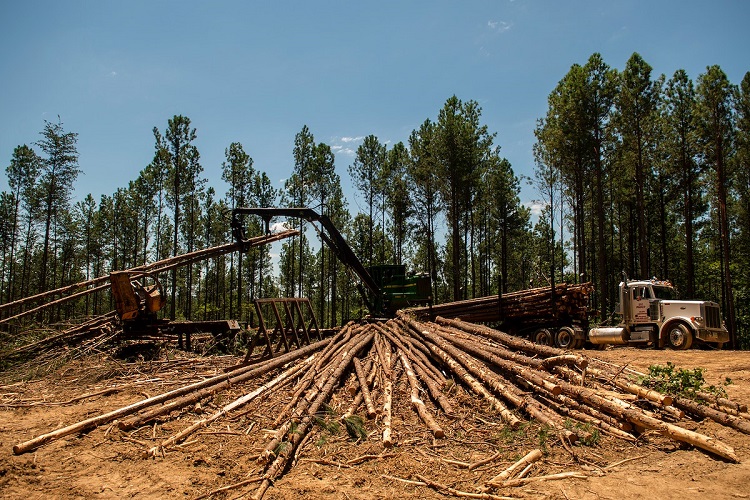 tropical forest degradation