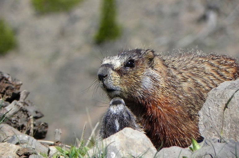 show me a picture of a groundhog
