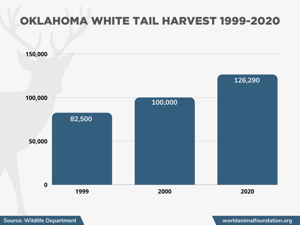 white tailed harvest