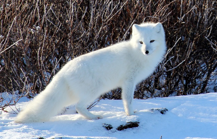 ARCTIC FOX: The Arctic Fox has a round body shape, short nose and legs, and  short, fluffy ears