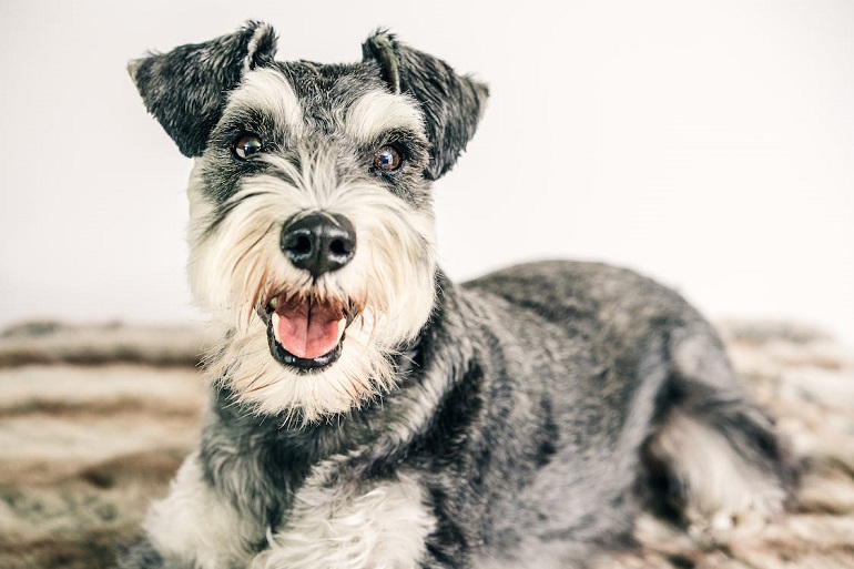 Black and best sale white parti schnauzer