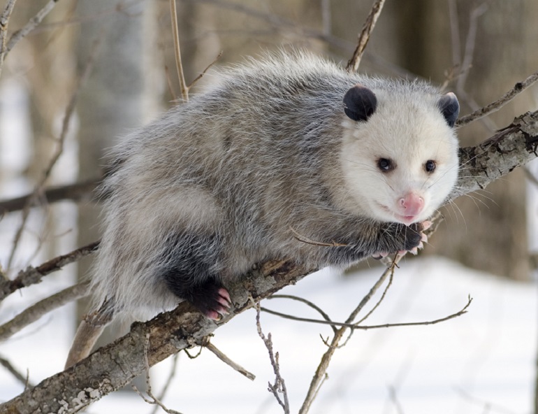 possum size
