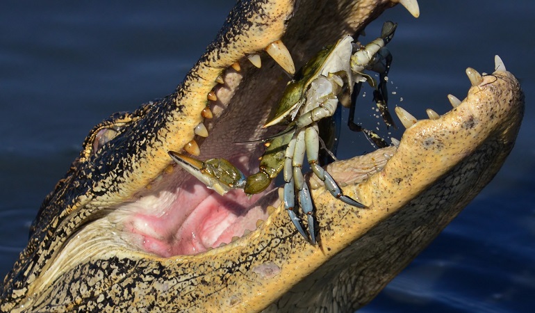 alligator diet