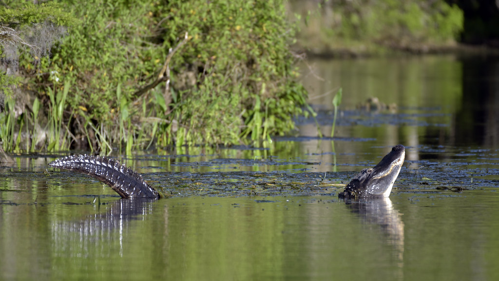 where are alligators found