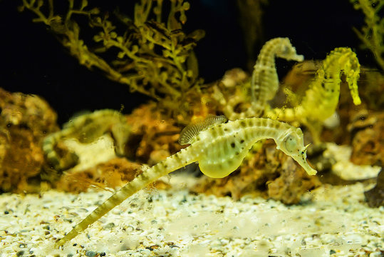 seahorse life cycle
