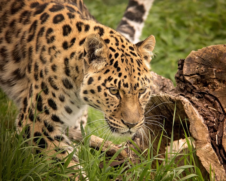 Animal picture of the day: leopard with giant prey