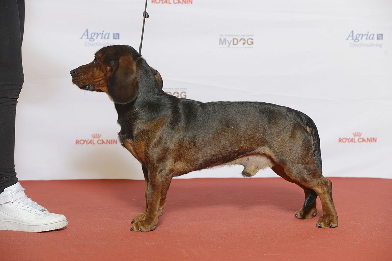 austrian mountain dog
