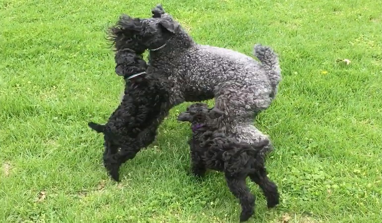 grooming kerry blue terrier