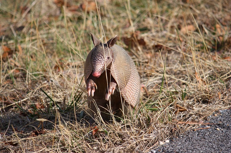 armadillo in spanish
