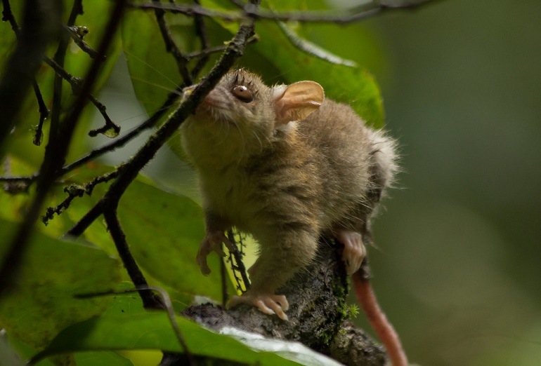 bare tailed opposum