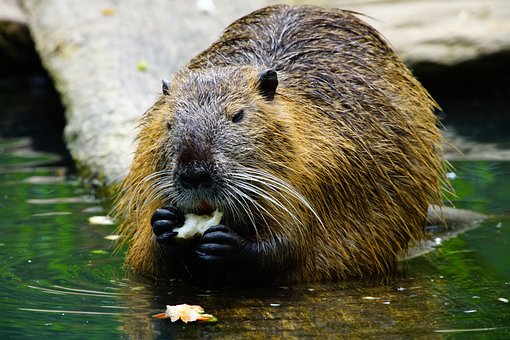 beaver species
