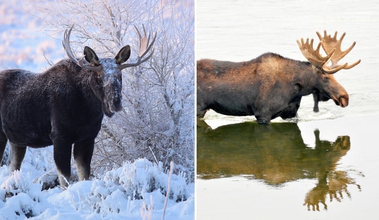 bull moose animal
