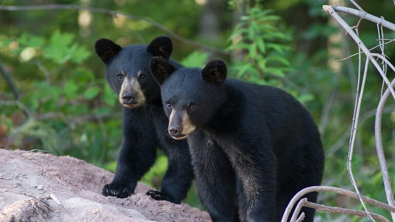 black bear cub
