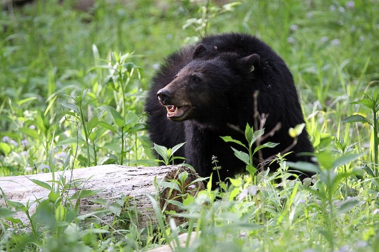 black bear facts