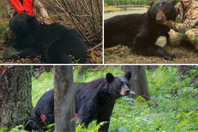 Black Bears Are Rebounding—What Does That Mean For People?