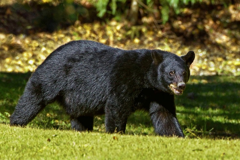 average black bear weight
