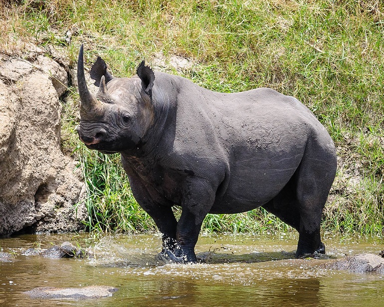 black rhinos