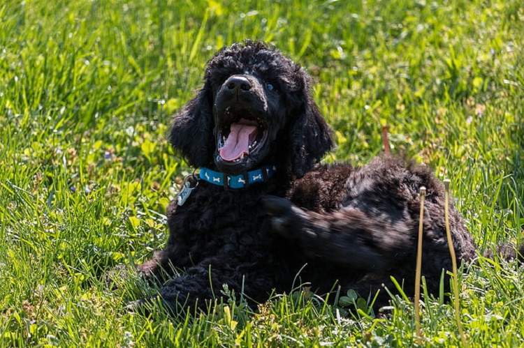 are irish water spaniels hypoallergenic