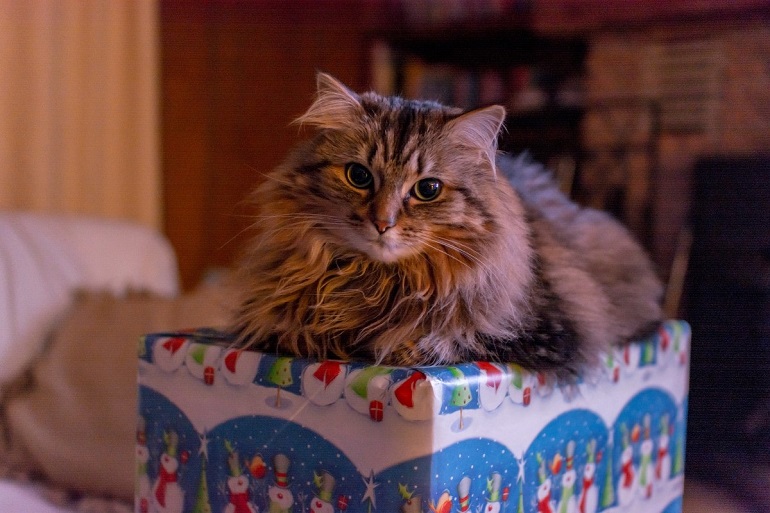 average cost of a cat