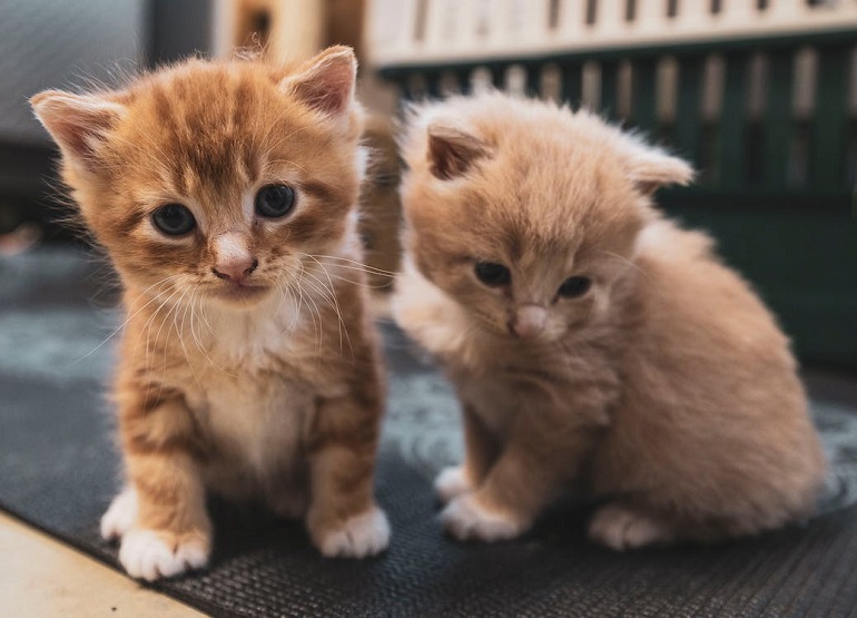 How Much Does a Cat or Kitten Cost?