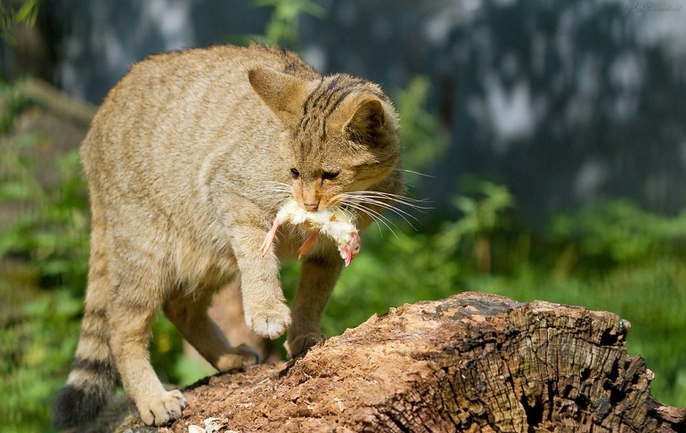 bird attack cat