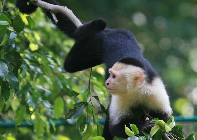 capuchins
