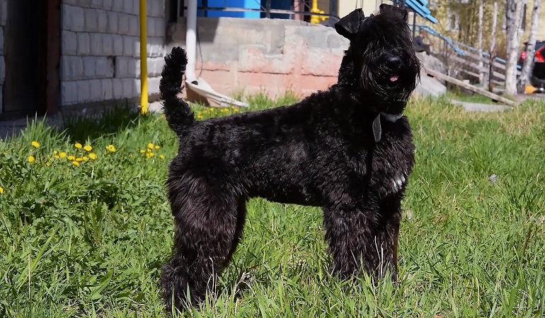 kerry blue terriers