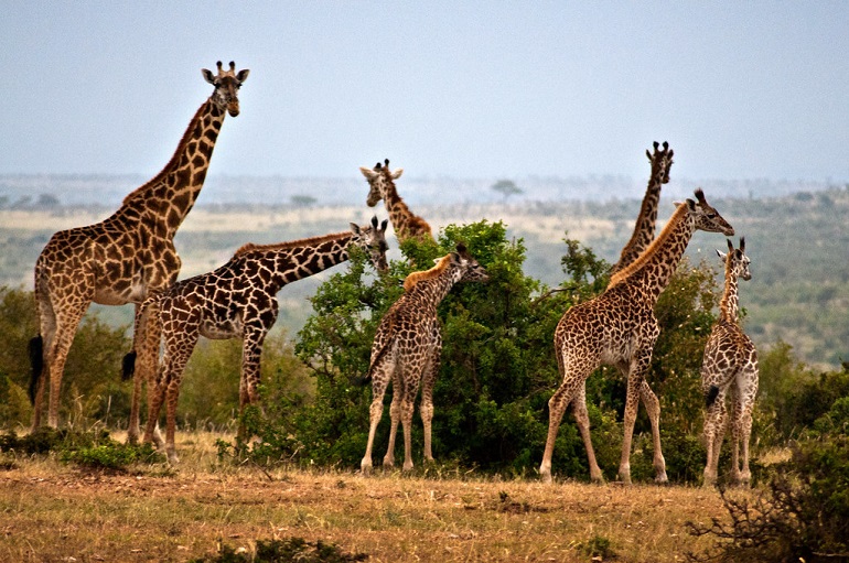 Are Giraffes Endangered? Uncover Their Conservation Status