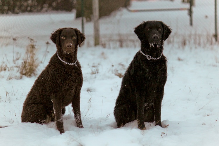 curly black dog