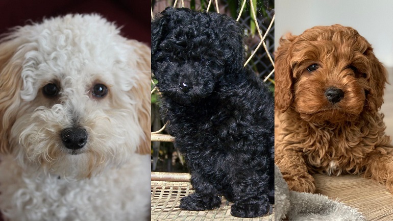 Black and outlet tan toy poodle