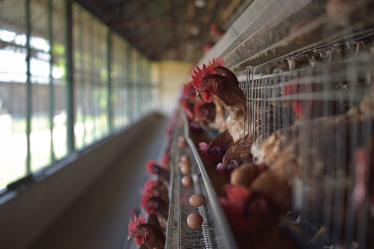 how many chickens are in the world