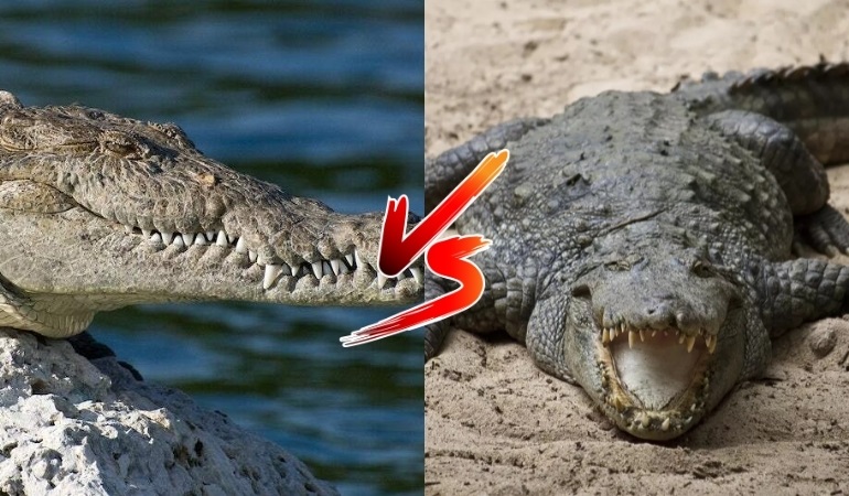 Caiman vs. Alligator - Can You Tell the Difference? 5 Main Differences  Explained - AZ Animals