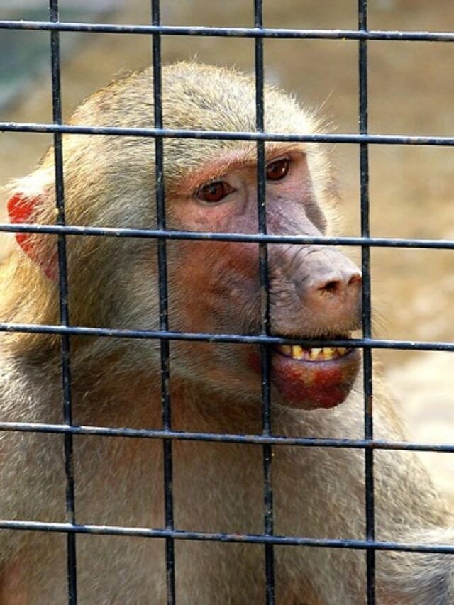 zoos abuse animals