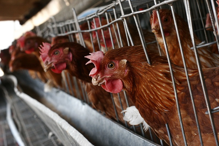 What Is Chicken Factory Farm? Sad Horrific Details Revealed