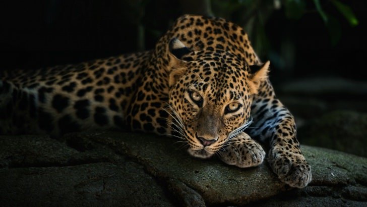 , African leopards are solitary animals