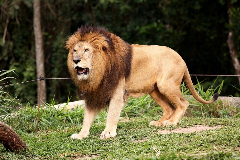 genus lion
