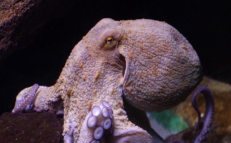 Creature Feature: Giant Pacific Octopus - Island Fisherman Magazine